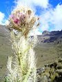 064 Mt Kenya 032006