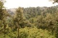 montane rainforest (07)